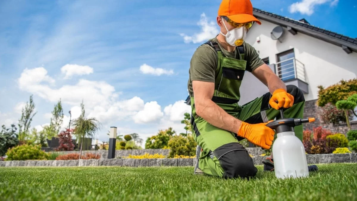 Gümüşçün Böceği İlaçlama