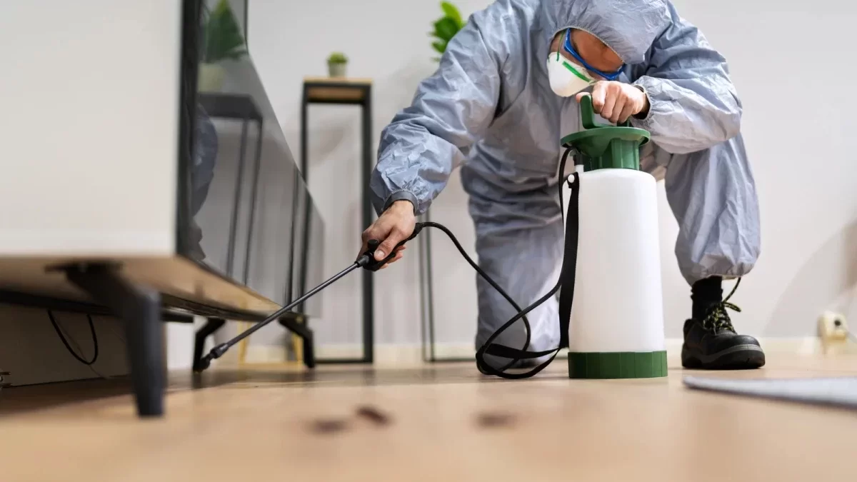 Tahta Kurusu İlaçlama